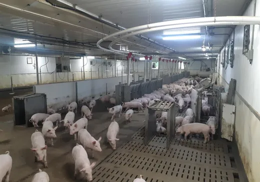 Ferme à vendre - 641 3e Rang, Saint-Nérée-de-Bellechasse, G0R 3V0