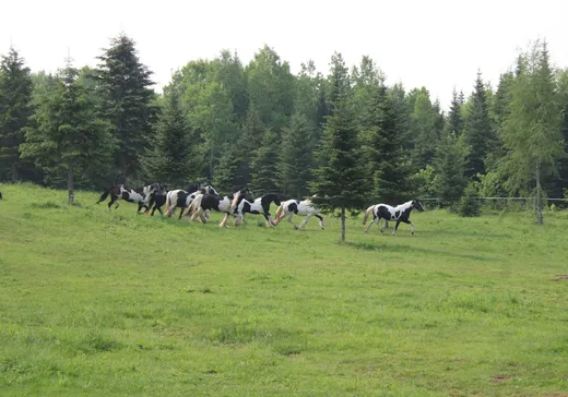 Ferme à vendre - 122 Route 204 E., Saint-Adalbert, G0R 2M0