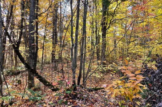Terrain à vendre -  Ch. Tamaracouta, Saint-Sauveur, J0R1A0