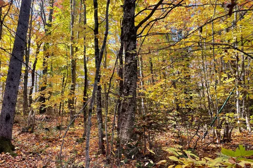 Terrain à vendre -  Ch. Tamaracouta, Saint-Sauveur, J0R 1A0