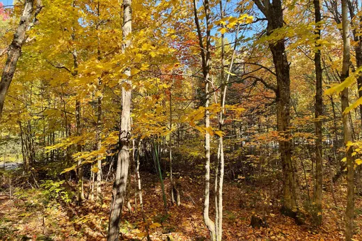 Terrain à vendre -  Ch. Tamaracouta, Saint-Sauveur, J0R 1A0