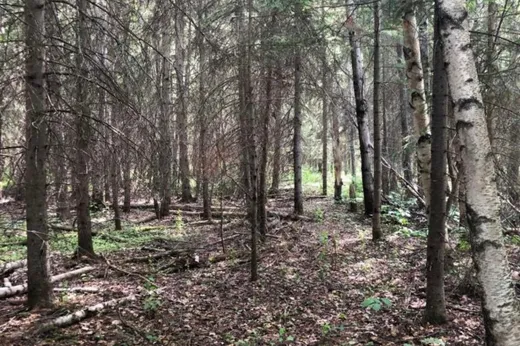 Land for Sale - 24 Rue Groleau, Val-d'Or, J9P 4P5