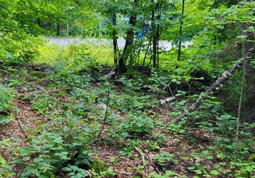 Terrain à vendre -  Rue du Lac-Clair, Sainte-Marguerite-du-Lac-Masson, J0T 1L0