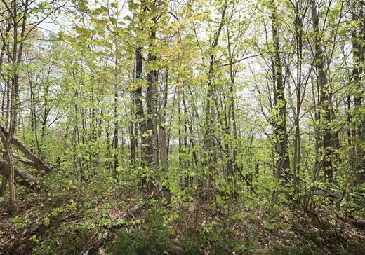 Terrain à vendre -  Rue du Lac-des-Sommets, Sainte-Marguerite-du-Lac-Masson, J0T1L0