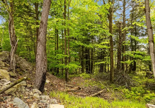 Terrain à vendre -  Rue de Sweetsburg, Cowansville, J2K 3X5