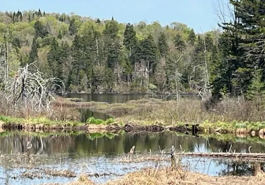 Terrain à vendre -  Ch. du Lac-Pelletier, Wentworth, J0T 1Y0