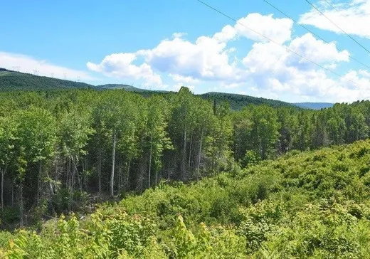 Terrain à vendre -  Rg de St-Placide S., Baie-Saint-Paul, G3Z 3B1