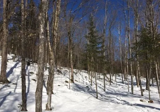 Terrain à vendre -  Ch. de la Pisciculture, Mont-Laurier, J0W 1H0