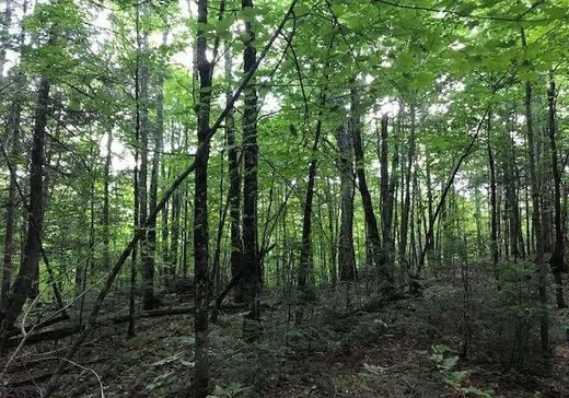 Terrain à vendre -  Mtée Pinet, Saint-Calixte, J0K 1Z0