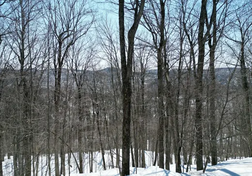 Terrain à vendre -  Ch. de la Voie-Lactée, Saint-Sauveur, J0R 1R0