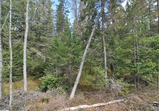 Land for Sale -  Ch. du Caribou, Lake Superior, J0T 1J0