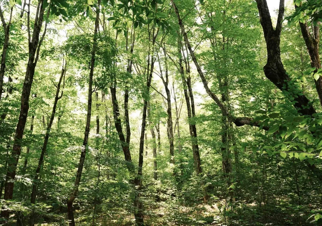 Terrain à vendre -  Rue du Sentier-du-Bouleau, Sainte-Marguerite-du-Lac-Masson, J0T 1L0