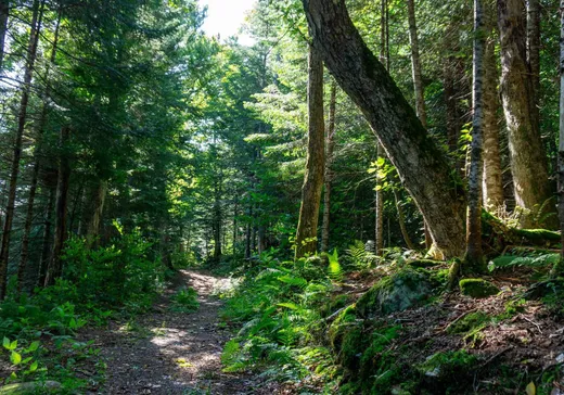 Terrain à vendre -  Rue des Géraniums, Val David, J0T 2N0