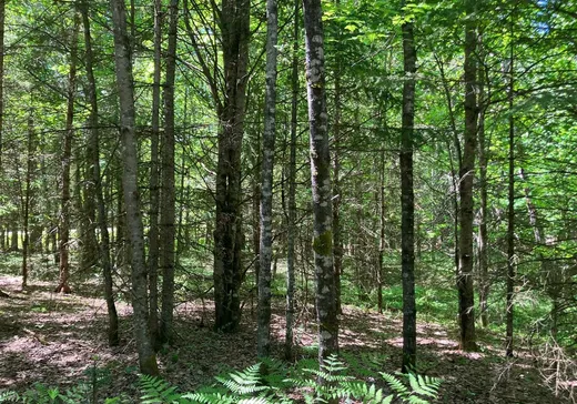 Terrain à vendre -  Ch. de l'Acajou, Mont-Tremblant, J0T1M0