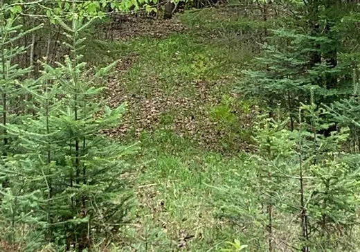Land for Sale -  Ch. Daigneault S., La Minerve, J0T 1S0