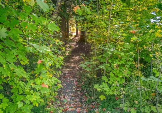 Terrain à vendre - 7 Rang (7e), Val David, J0T 2N0