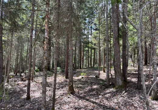 Terrain à vendre - 7 Rang (7e), Val David, J0T 2N0