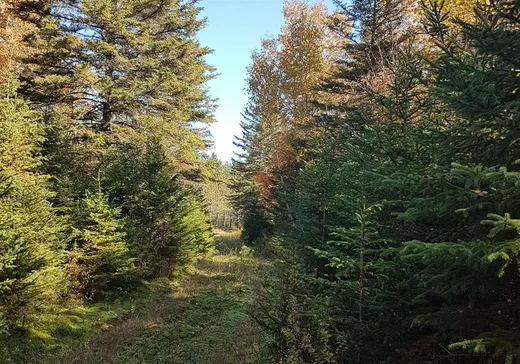 Land for Sale -  Ch. Despatis, Rivière-Rouge, J0T 1T0