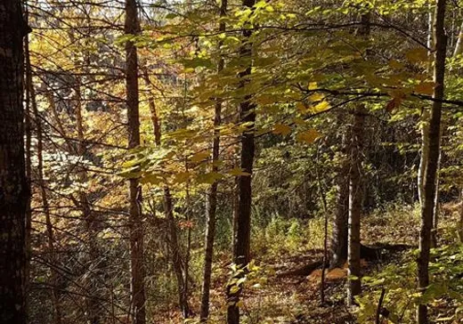 Land for Sale -  Ch. Despatis, Rivière-Rouge, J0T 1T0