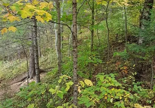Land for Sale -  Ch. Despatis, Rivière-Rouge, J0T 1T0