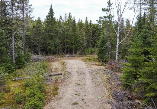 Terrain à vendre -  Ch. Lavoie, St-Remi-D'Amherst, J0T 2L0