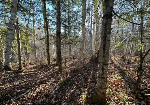 Land for Sale -  Mtée du Lac-Marsan, Rivière-Rouge, J0T 1T0