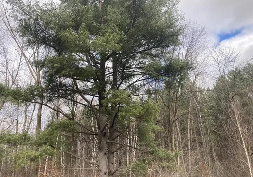 Terrain à vendre -  Route du Long-Sault, Lachute, J0V 1X0