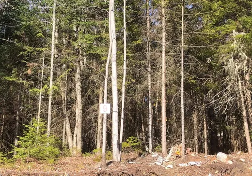 Terrain à vendre -  Rue de la Colonie, Sainte-Adèle, J8B 3G3