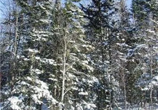 Land for Sale -  Ch. de l'Héritage, St-Adolphe d'Howard, J0T 2B0