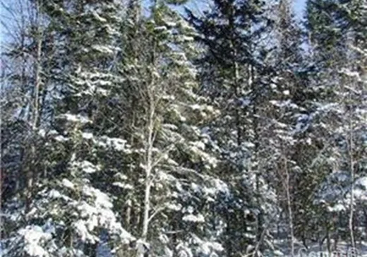 Terrain à vendre -  Ch. de l'Héritage, St-Adolphe d'Howard, J0T 2B0