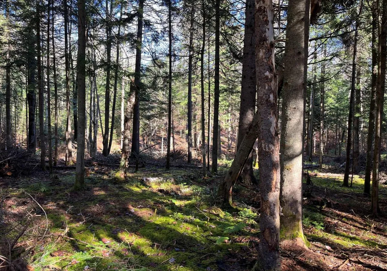 Terrain à vendre -  Ch. Paquin, Val David, J0T 2N0