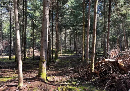 Terrain à vendre -  Ch. Paquin, Val David, J0T 2N0