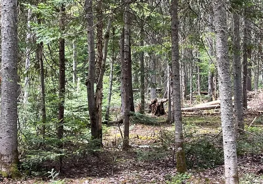 Terrain à vendre -  7e Rang, Val David, J0T 2N0