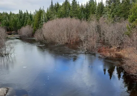 Terrain à vendre - 115 Ch. de la Forêt, Notre-Dame-Des-Boies, J0B2E0