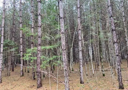 Terrain à vendre -  Rue Brunelle, Sainte-Sophie-de-Lévrard, G0X3C0