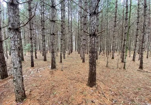 Terrain à vendre -  Rue Brunelle, Sainte-Sophie-de-Lévrard, G0X 3C0