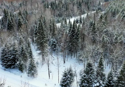 Terrain à vendre -  Ch. des Merisiers, Nominingue, J0W1R0