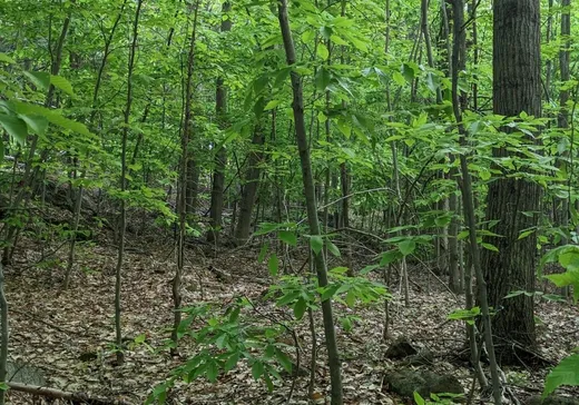 Land for Sale -  Route 329, Gore, J0V 1K0