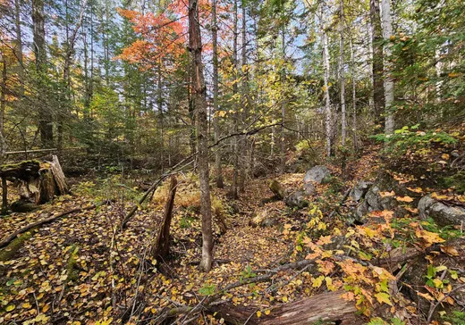 Terrain à vendre -  Ch. du Lac-Rougeaud, Mont-Tremblant, J0T 1J2