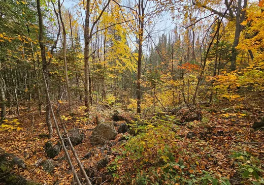 Terrain à vendre -  Ch. du Lac-Rougeaud, Mont-Tremblant, J0T 1J2