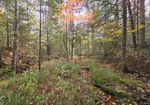 Terrain à vendre -  Ch. du Lac-Rougeaud, Mont-Tremblant, J0T 1J2
