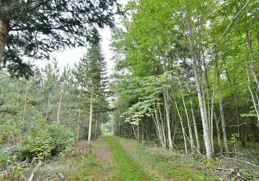 Terrain à vendre -  Rg St-Ovide, Sainte-Sophie-de-Lévrard, G0X 3C0