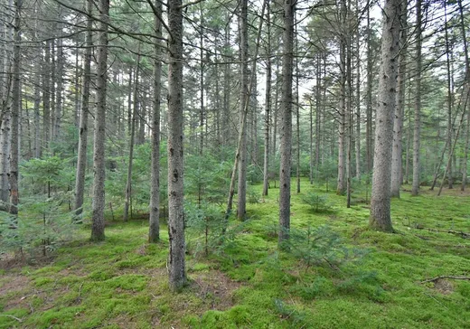 Terrain à vendre -  Rg St-Ovide, Sainte-Sophie-de-Lévrard, G0X 3C0