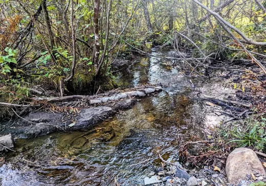 Terrain à vendre -  1er Rang, Notre-Dame-Des-Boies, J0B 2E0