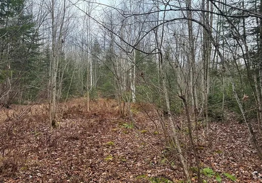 Land for sale -  Ch. de Stratford, Stratford, G0Y1P0