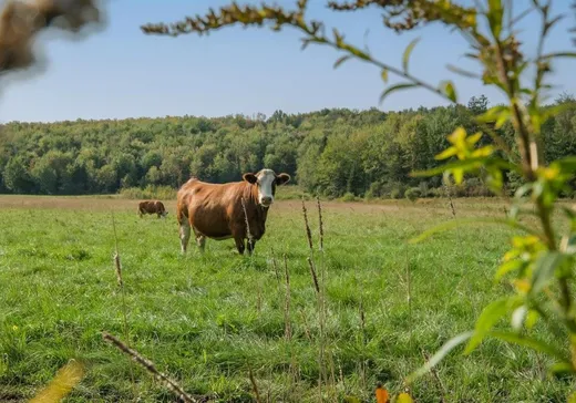 Land for Sale -  Ch. de la Rivière-du-Nord, Cookshire-Eaton, J0B 1M0