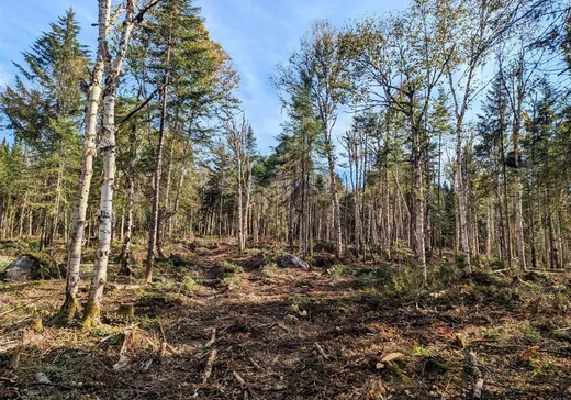 Land for Sale -  1er Rang, Notre-Dame-Des-Boies, J0B 2E0
