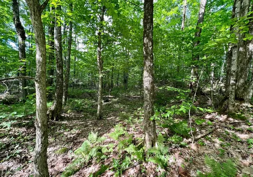Land for Sale - 31 Rue Oak, Bolton-Est, J0E 1G0