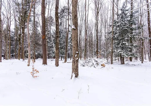 Terrain à vendre -  Ch. Élie, Sutton, J0E 2K0
