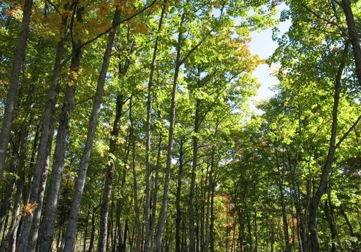 Land for Sale -  Ch. du Multi-Bois, Petite-Riviere-St-Francois, G0A 2L0